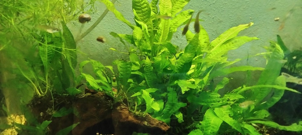 java fern aquarium plant