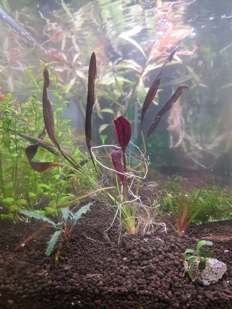 Echinodorus Aflame