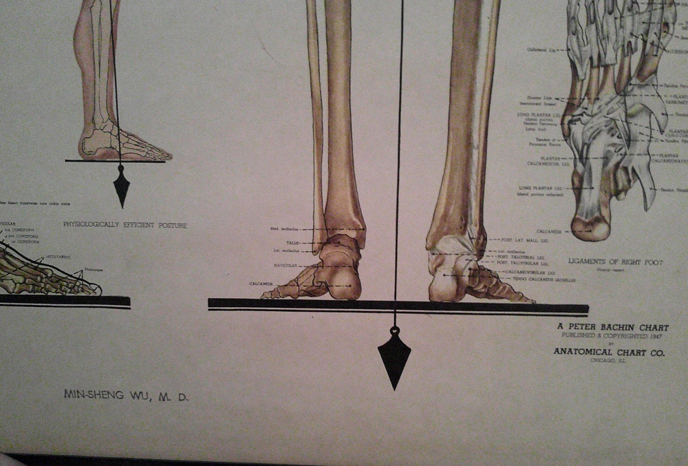 The Skeletal System Peter Bachin Chart 1947
