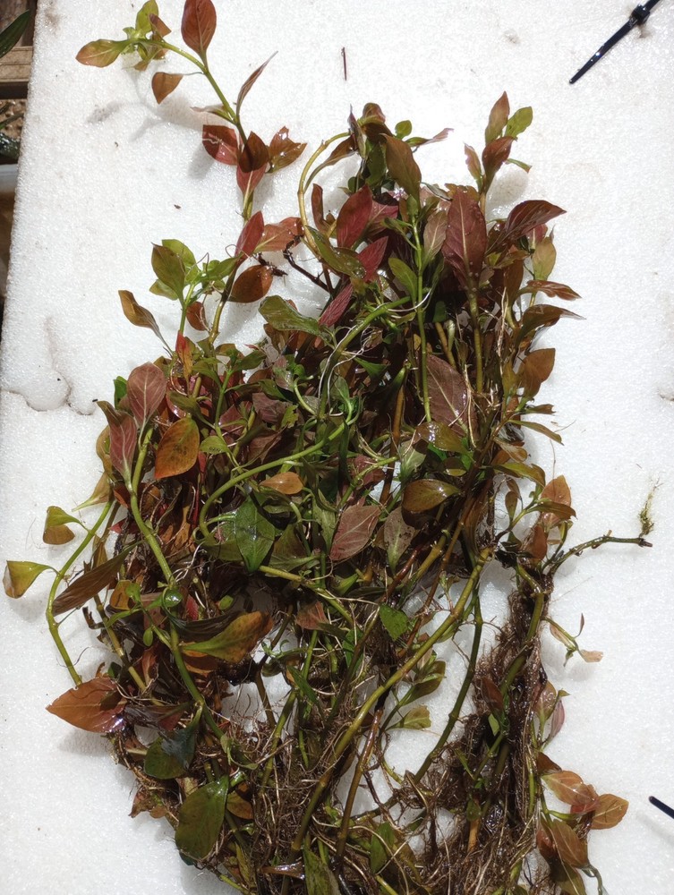 Starter Ecosystem Live Aquarium Plant Bundle | Easy Freshwater Plants | Beginner