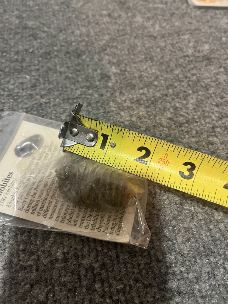 2" Trilobites Fossil