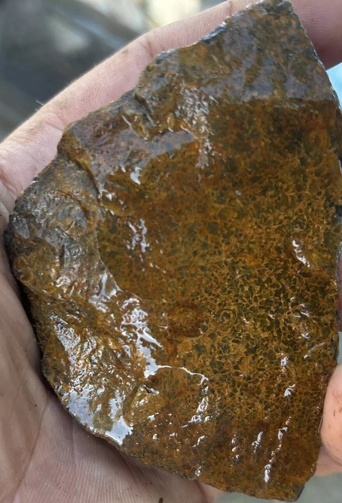 Tempskya petrified Palmwood