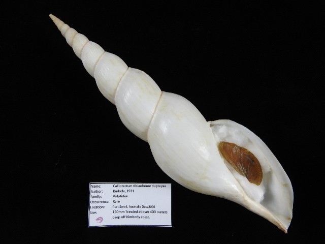 Sea Shell Calliotectum tibiaeforme dupreyae mm ID#9552