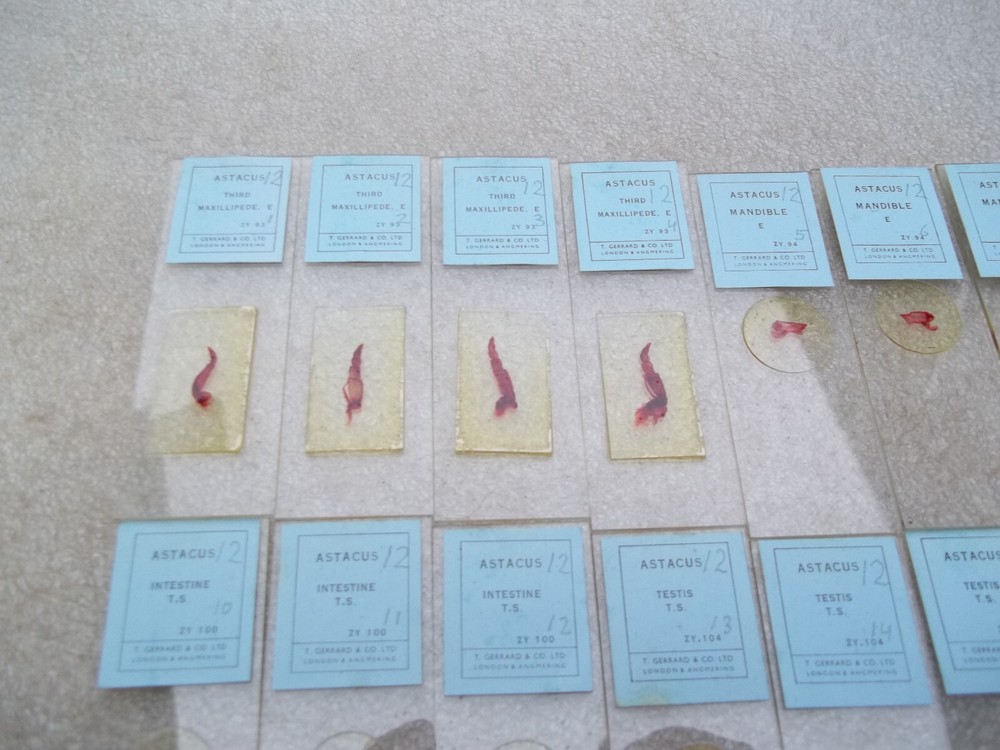 Vintage Glass Microscope Slides -