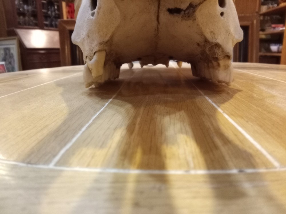 Charles E. Palmer Signed and Painted Bison Skull