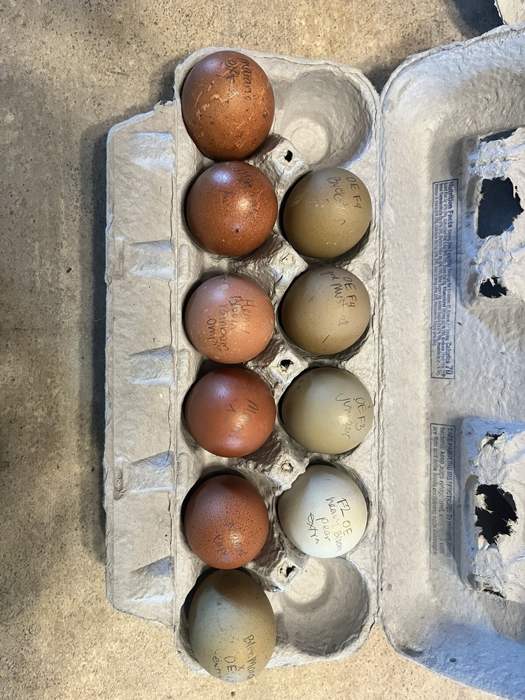 Hatching Eggs OLIVE 10+2 extra EE Marans Olive / Mint / Sage Cross