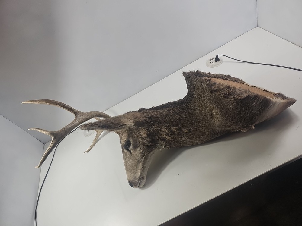 Authentic White-Tailed Deer Head Wall Mount Taxidermy