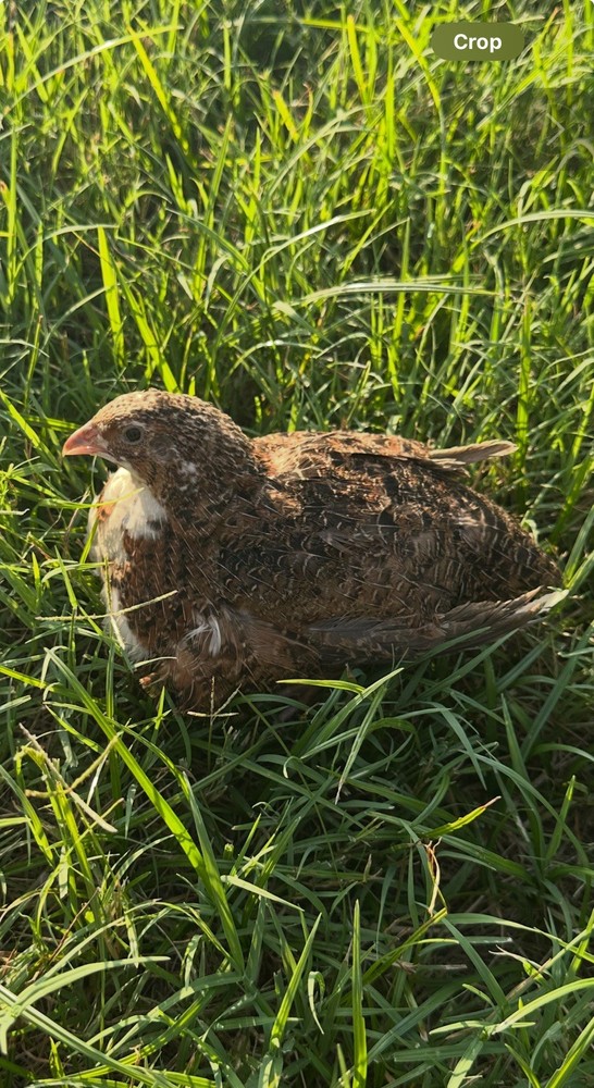 6+ Celadon Blue Coturnix Quail Hatching Eggs **100% TRUE BLUE**