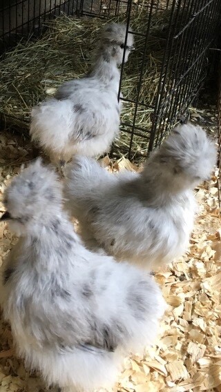 6 White Splash Silkie Eggs
