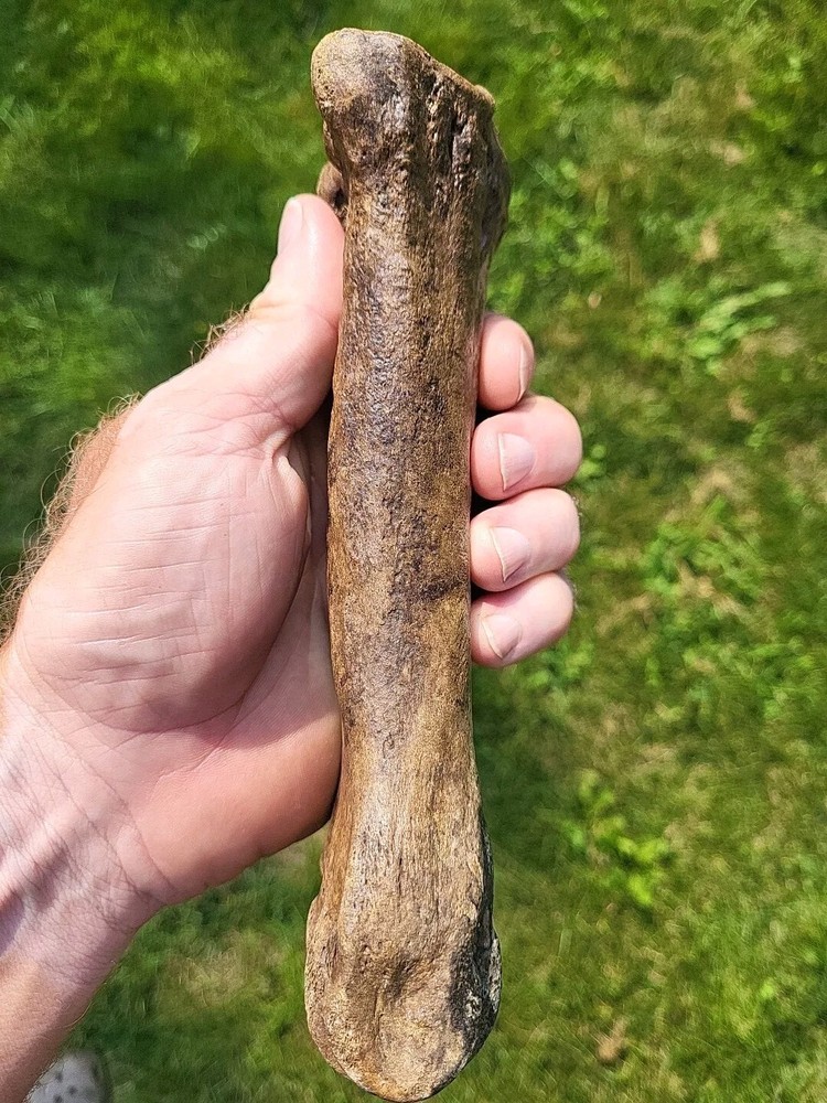 Bison metacarpal Historic bison foot bone