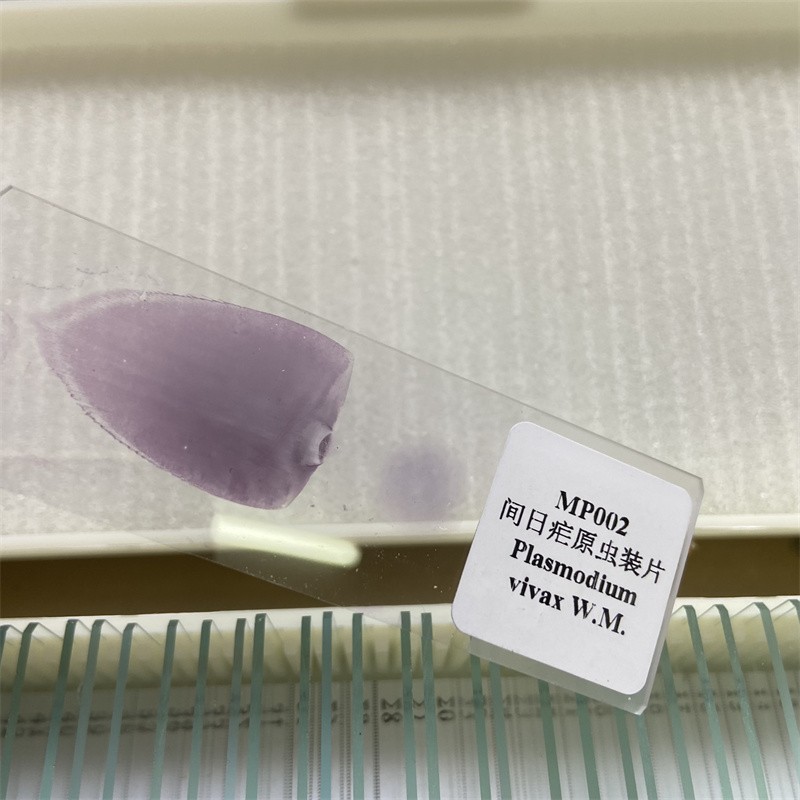 50PCS Prepared Microscope Parasitology Slides for Educational Teaching