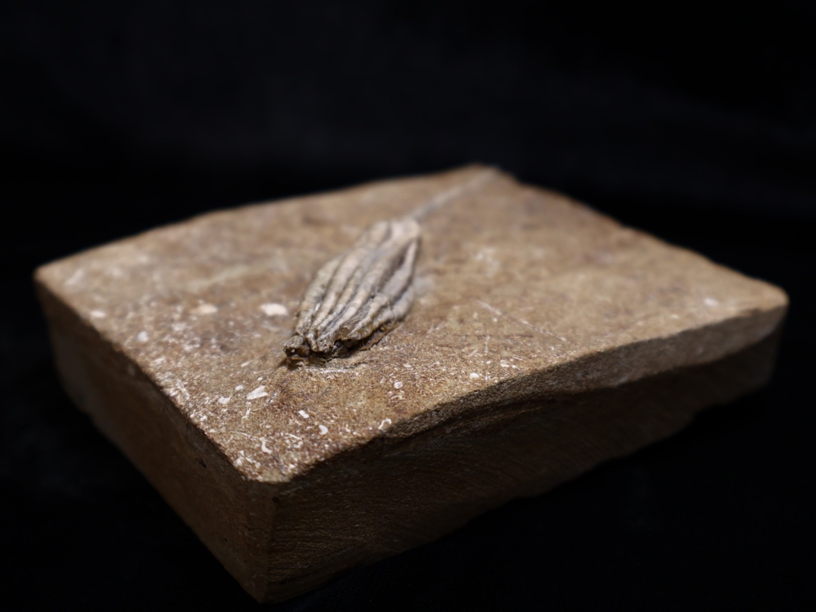 Gorgeously Detailed Scytalocrinus decadactylus Crinoid, Crawfordsville, IN