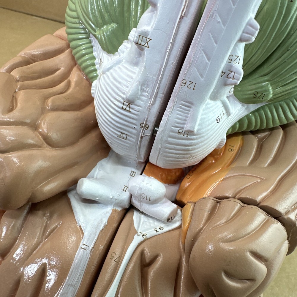 Human Brain Model with Laser-Engraved Numbers and Labeling | Includes Case/Stand