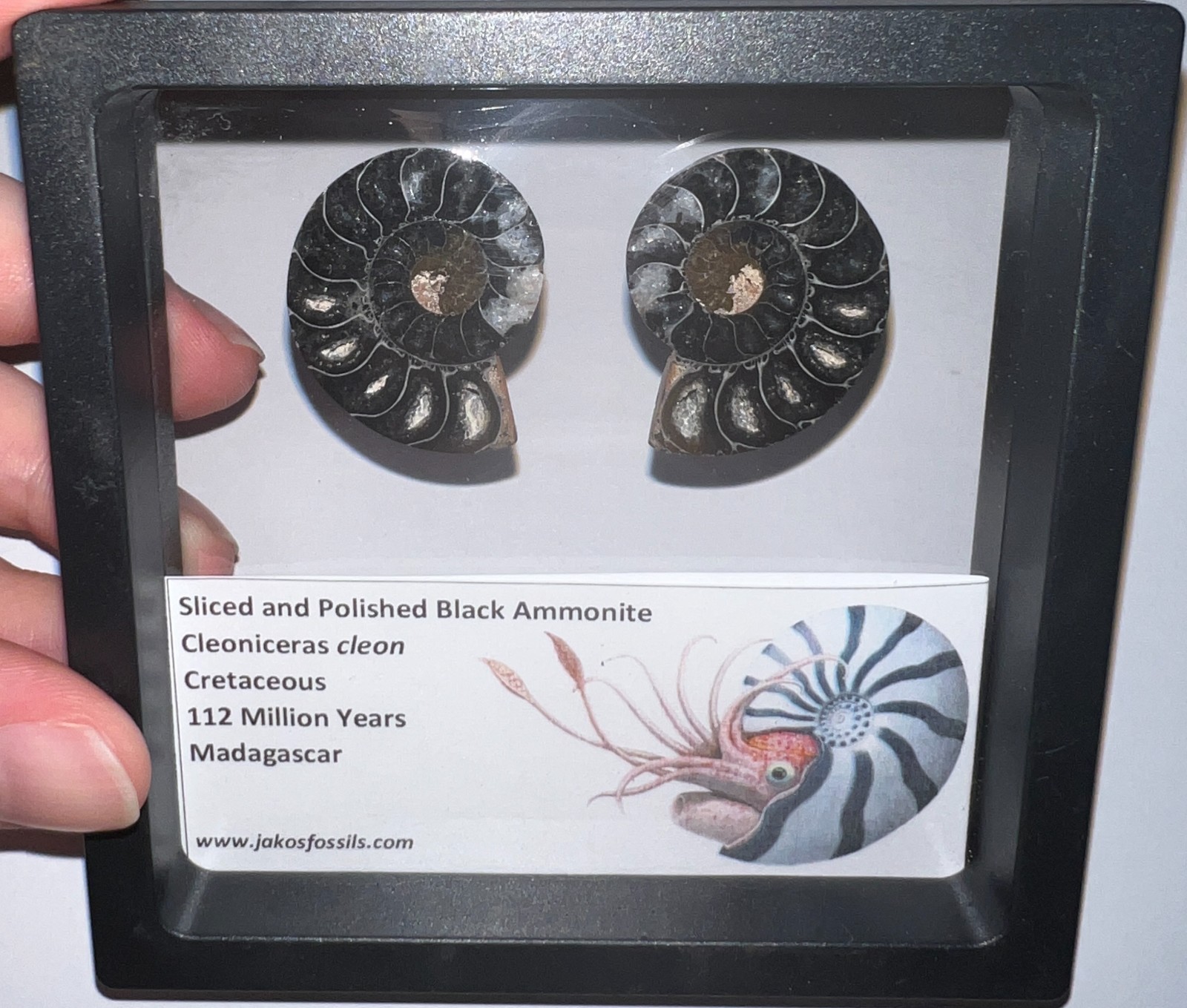 SUPER RARE Sliced Framed BLACK AMMONITE Lot Dinosaur Era Fossil One Per Order