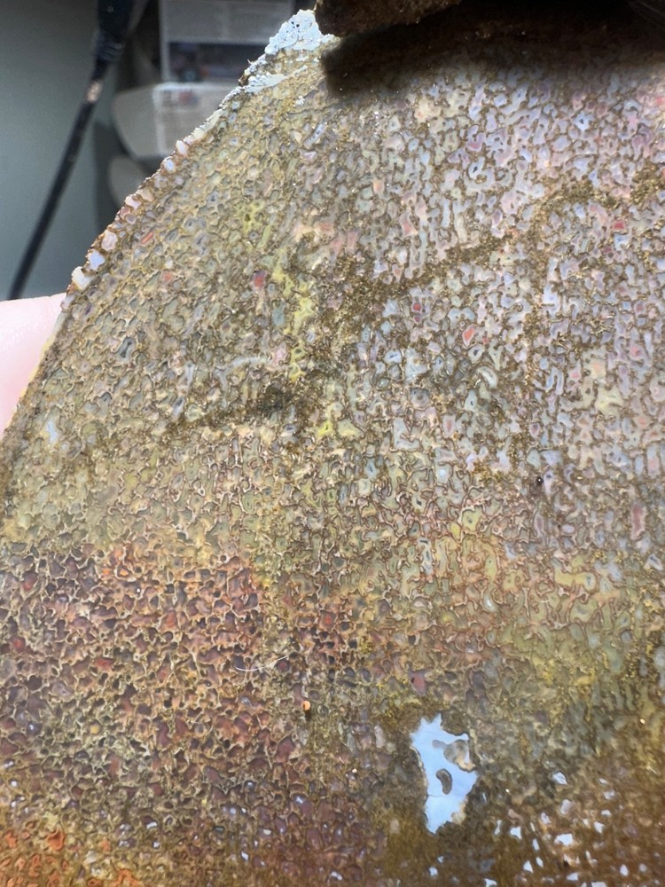 Dinosaur bone rough **hxtled slab.