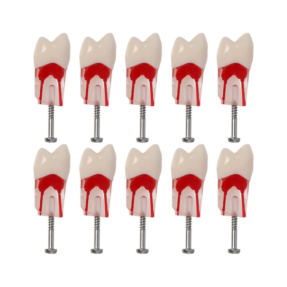 Dental Endo Root Canal Teeth Models Study RCT Practice Typodont Model #8006