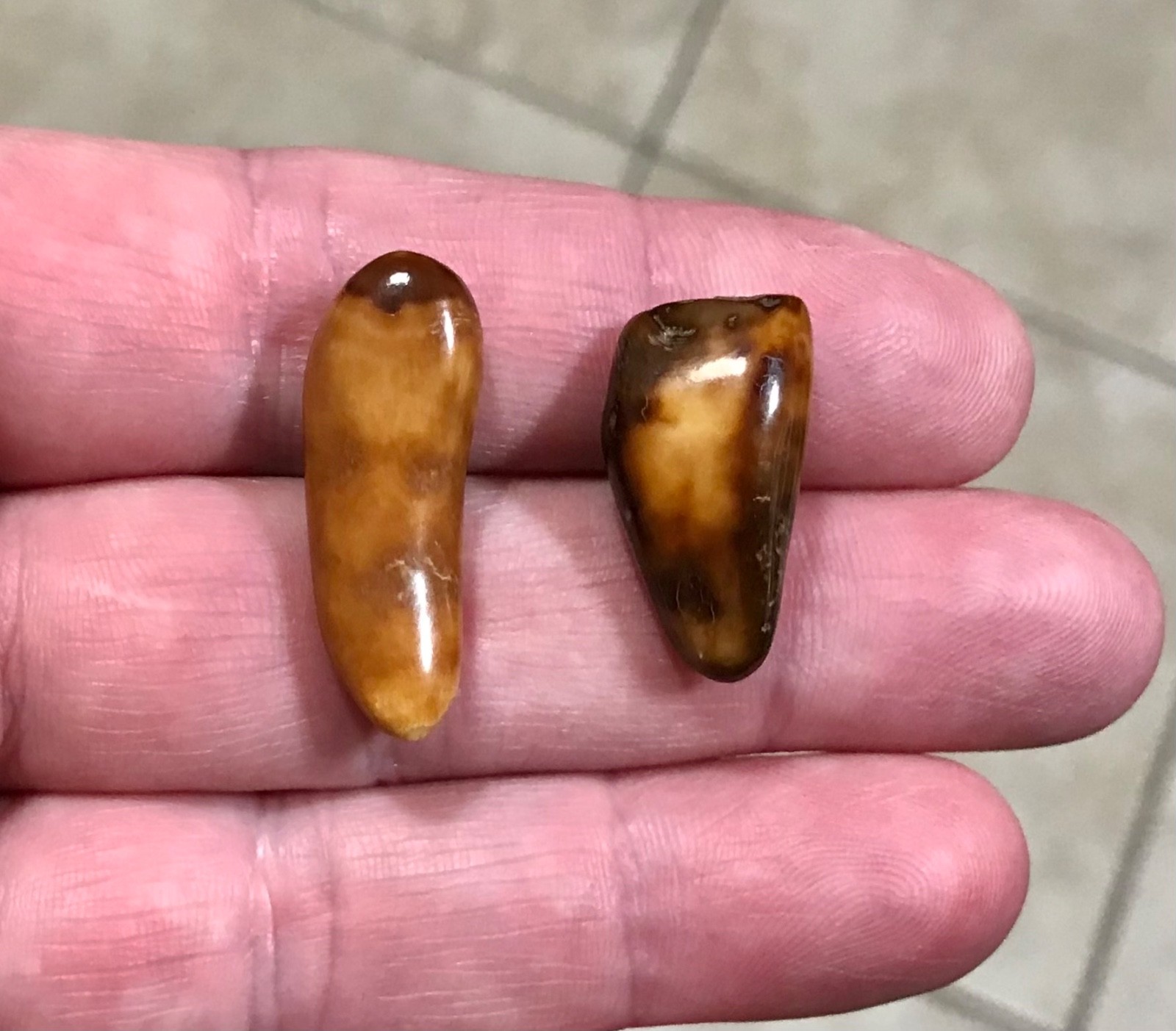 RARE,POLISHED W BEAUTIFUL UNCOMMON COLOR WALR_S TOOF FOSSILS