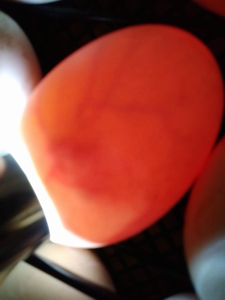 Sebastopol Goose Hatching Eggs