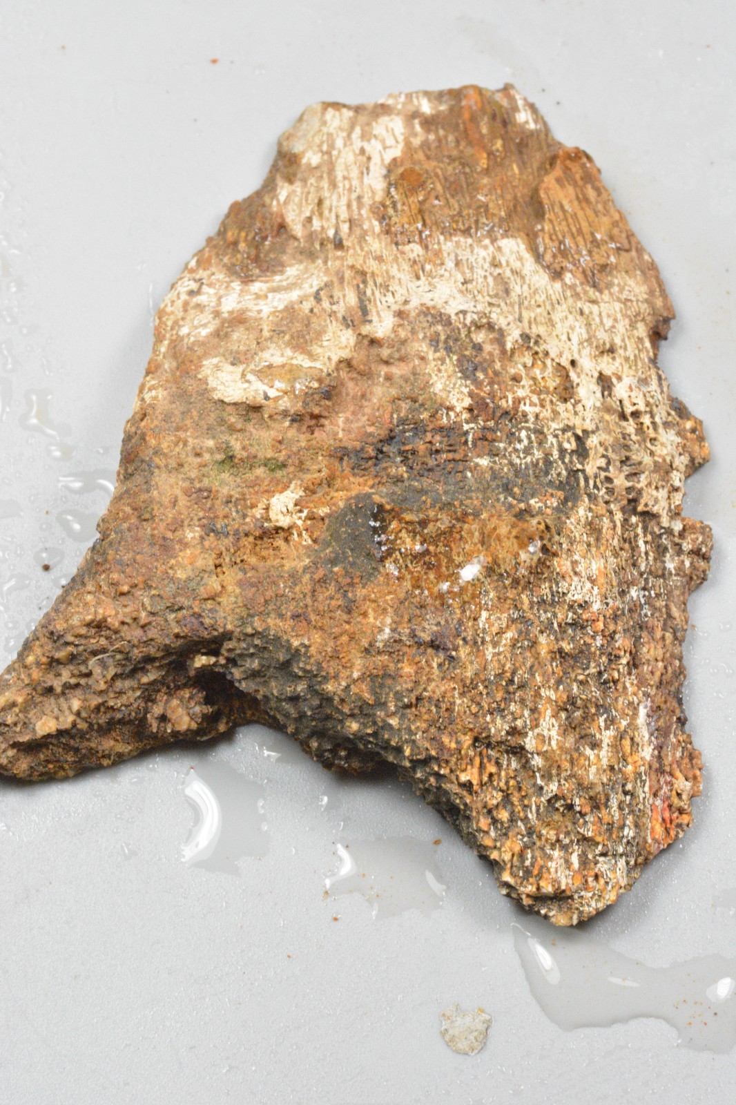 Orange Agatized Dinosaur Bone, New Mexico, 120 grams