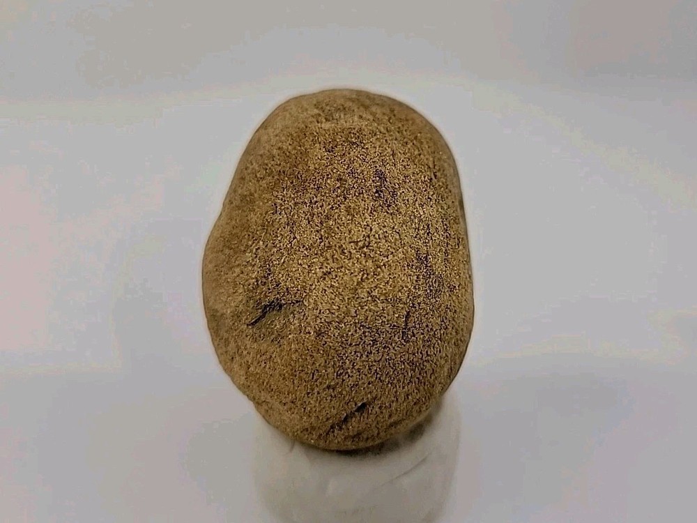 Real Permineralized Reptile Egg Fossil