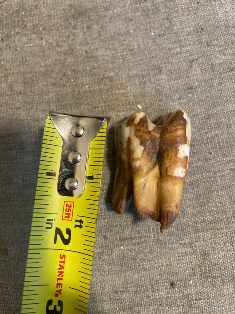 ice age horse tooth