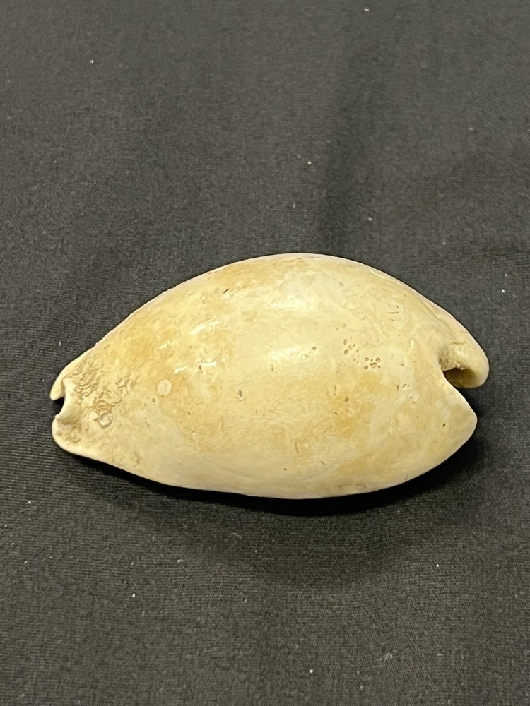EXTINCT Fossilized COWRIE Shell From Central Florida - Pliocene Era.