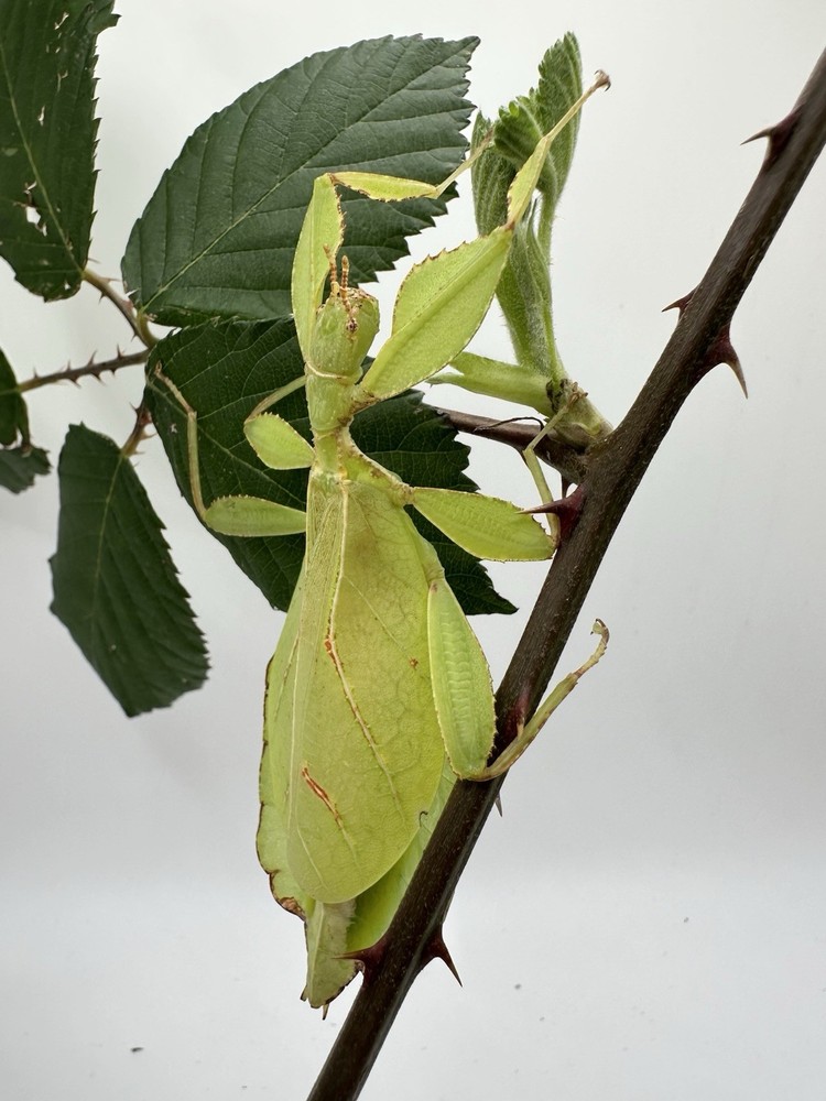 phyllium philippinicum 10ct Live Feeder Insect (PLEASE READ DESCRIPTION)