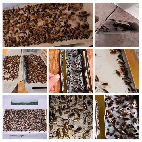 20 Pack Roach Traps, Cockroach Traps Indoor Home, Glue Roach Assorted Colors