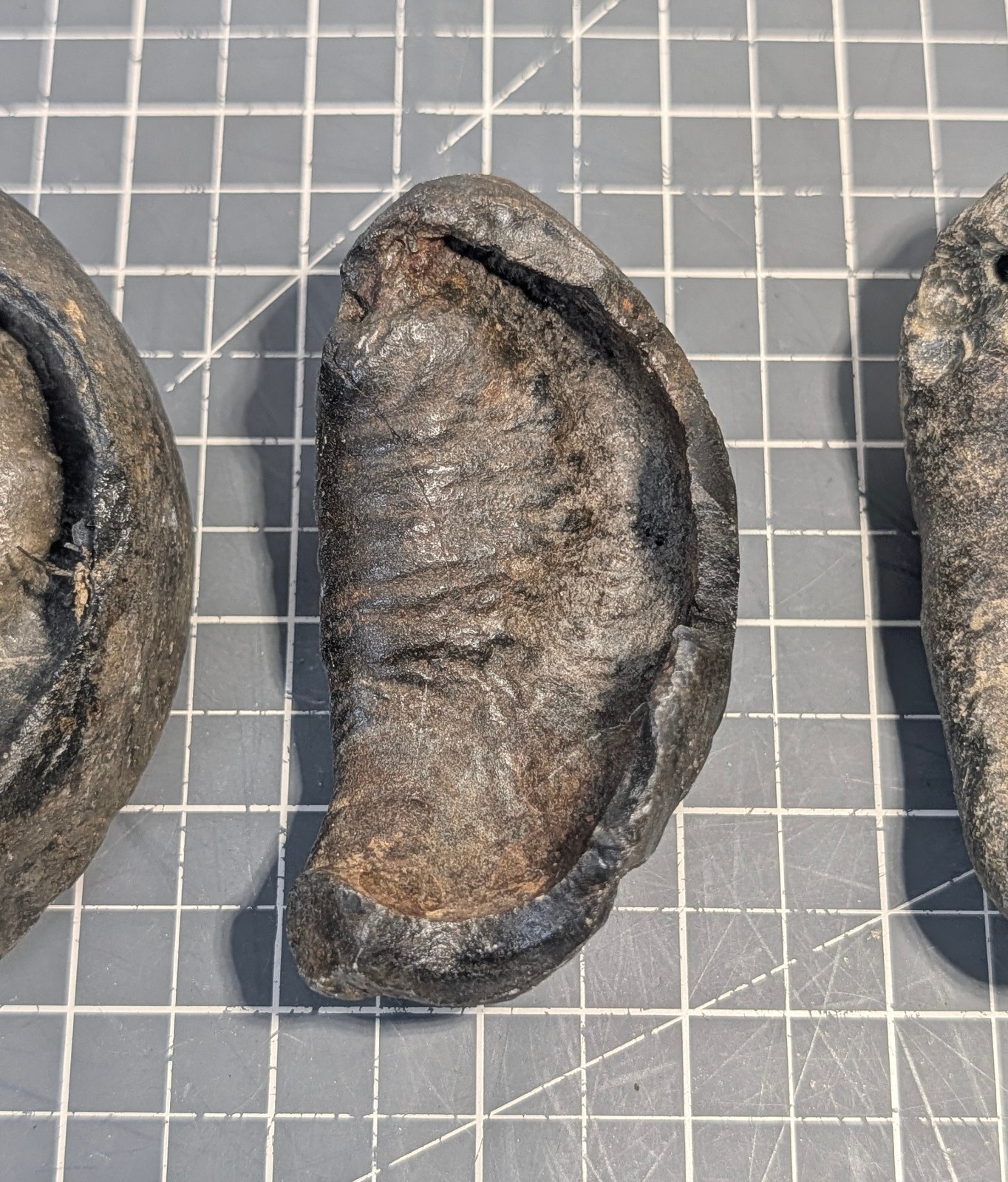 ** (RARE) (4) Fossilized Whale Ear Bones (~860g) AQ-08