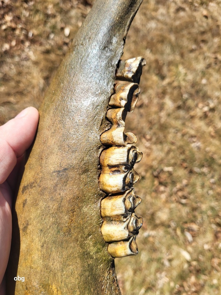 Historic Bison lower jaw bone buffalo