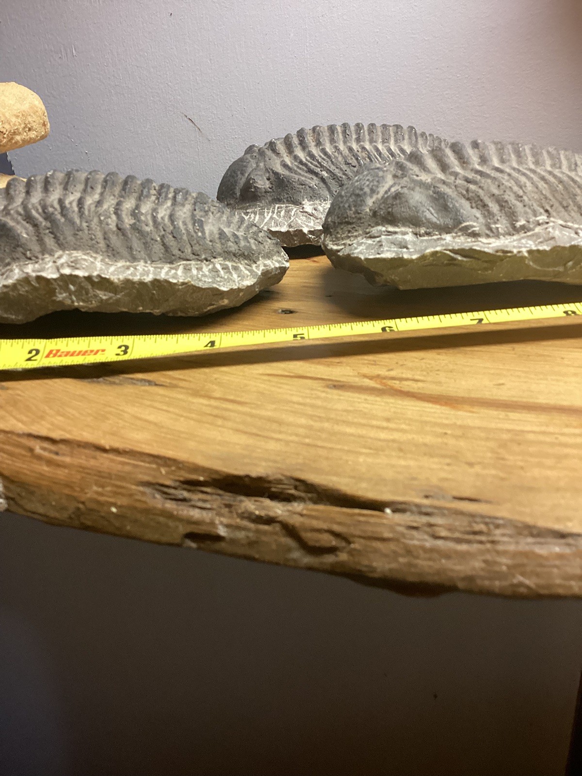 Fossil Trilobite Very Large Fossilized Specimen Free Shipping