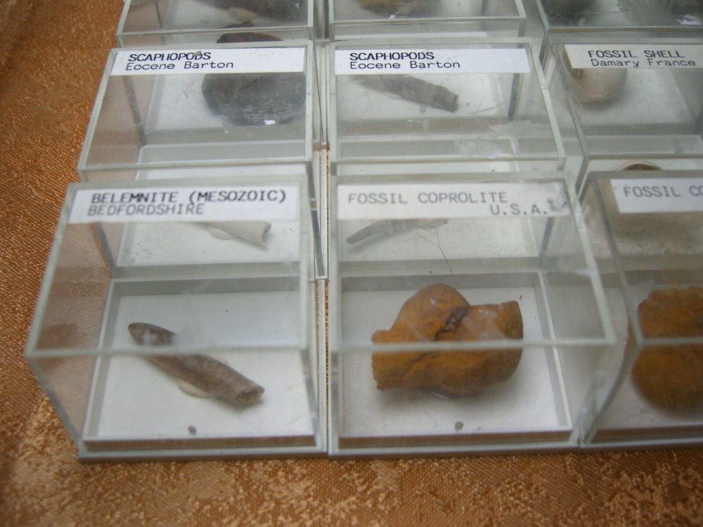 Fossils collection, mesozoic, cretacious, eocen, cased