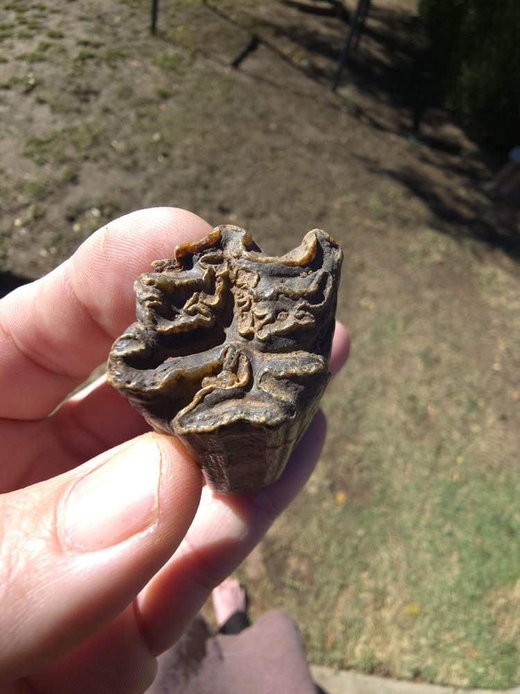 Horse Molar Tooth Fossil