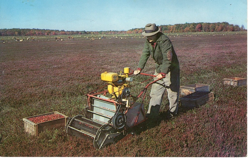 CRANBERRY HARVEST ON CAPE COD, MA - PC5599