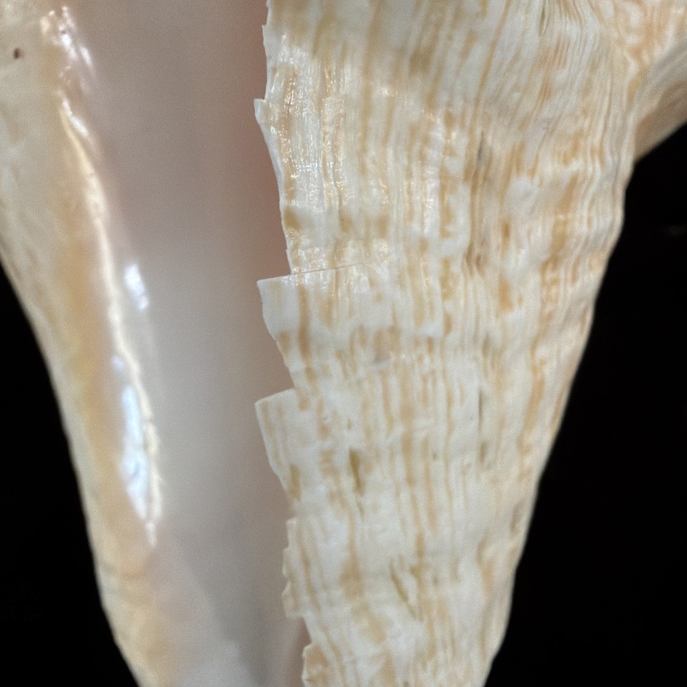 Queen Conch Shell 176.6mm No Collection Data (A666)