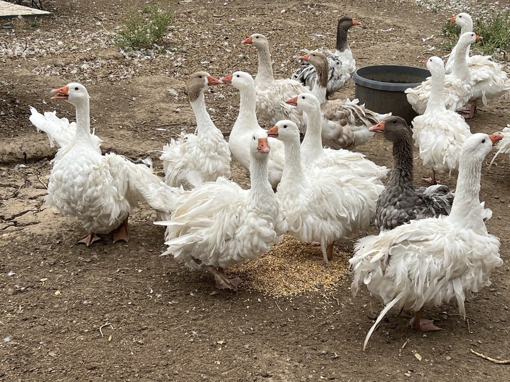 Sebastopol Goose Hatching Eggs