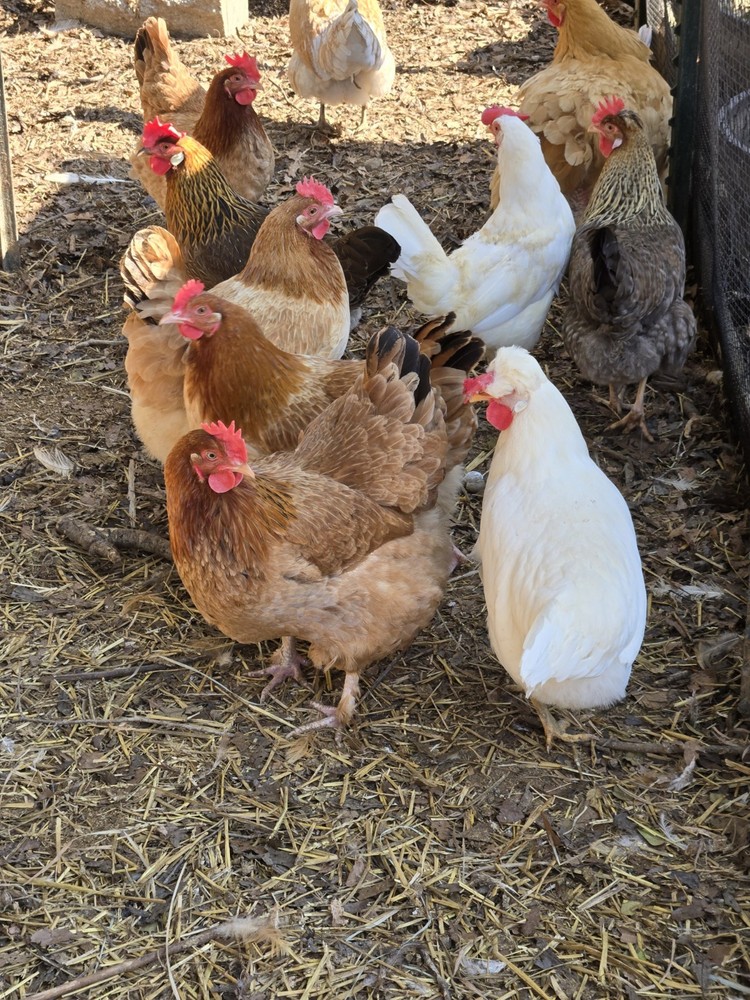 Maran Black Tail Red Maran Hatching Eggs 12 +