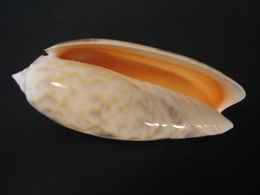 Incredible Pattern...OLIVA LAMBERTI~71.5mm/Gem~Australia SEASHELL