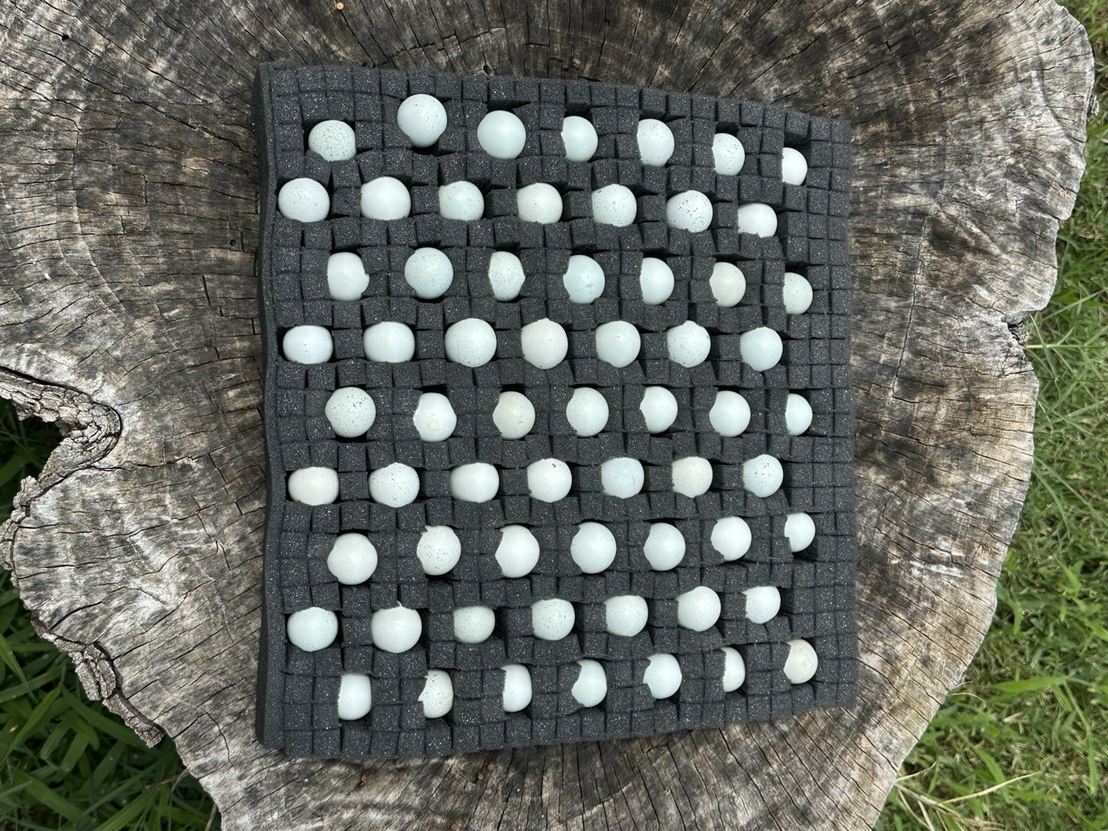 25+ **RARE COLORS** Celadon Blue Coturnix Quail Hatching Eggs