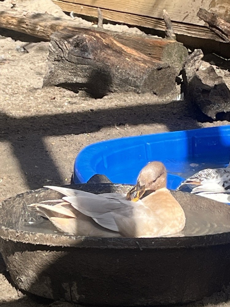 12 Call Duck Hatching Eggs.