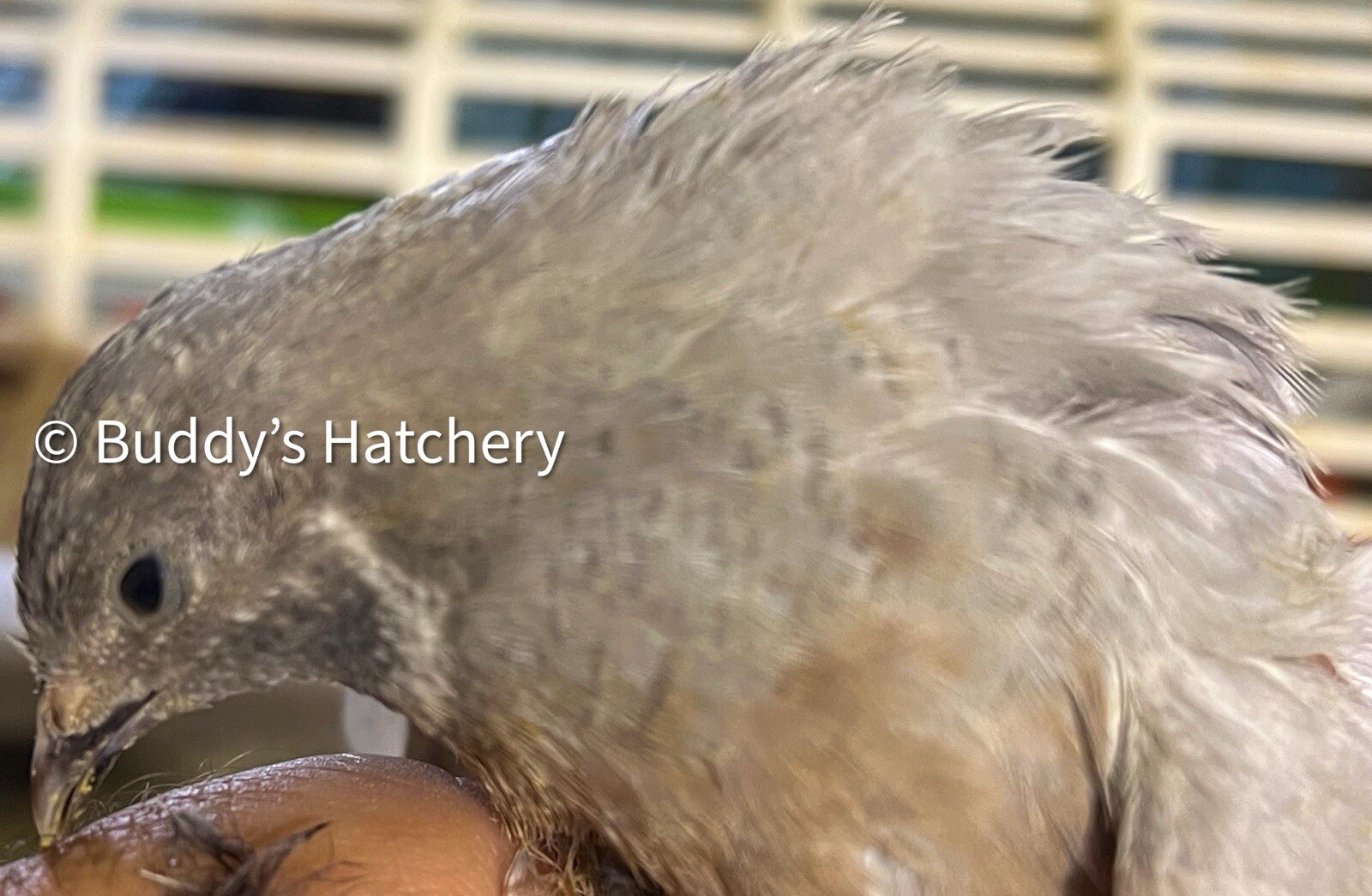 24 Button Quail Fertile Hatching Eggs Quail