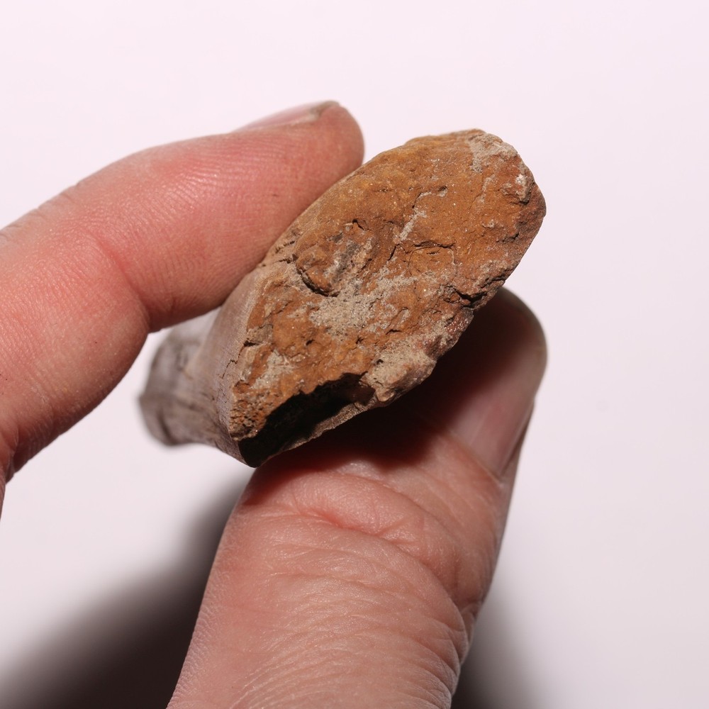 Dinosaur Rib Bone Section - Authentic Fossil - Hell Creek Formation Cretaceous
