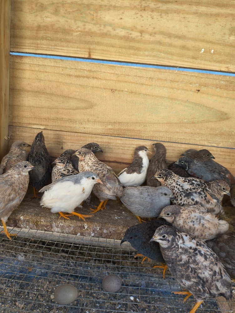 Buy 75 get 25 free Button quail hatching eggs
