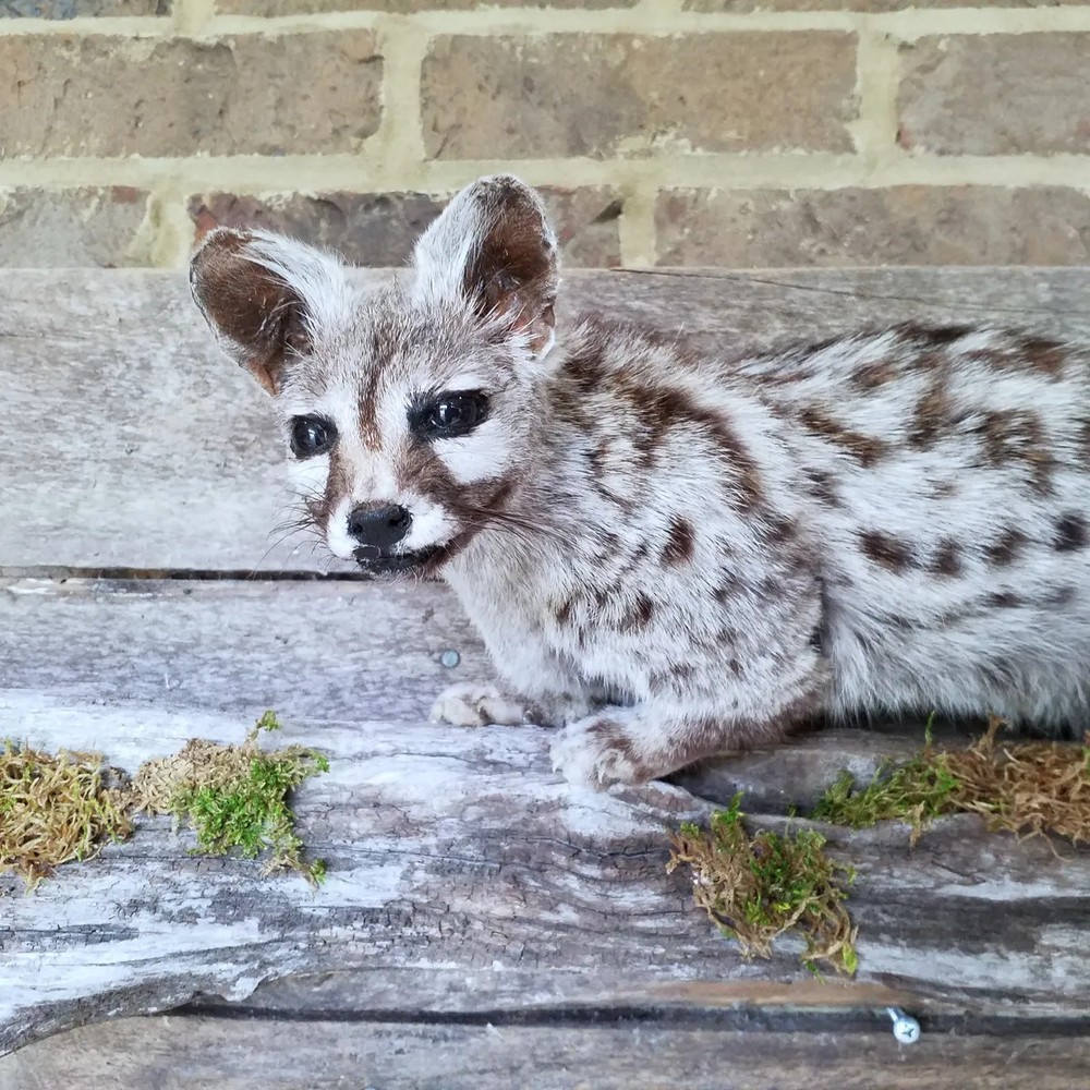 Genet on Pine Branch