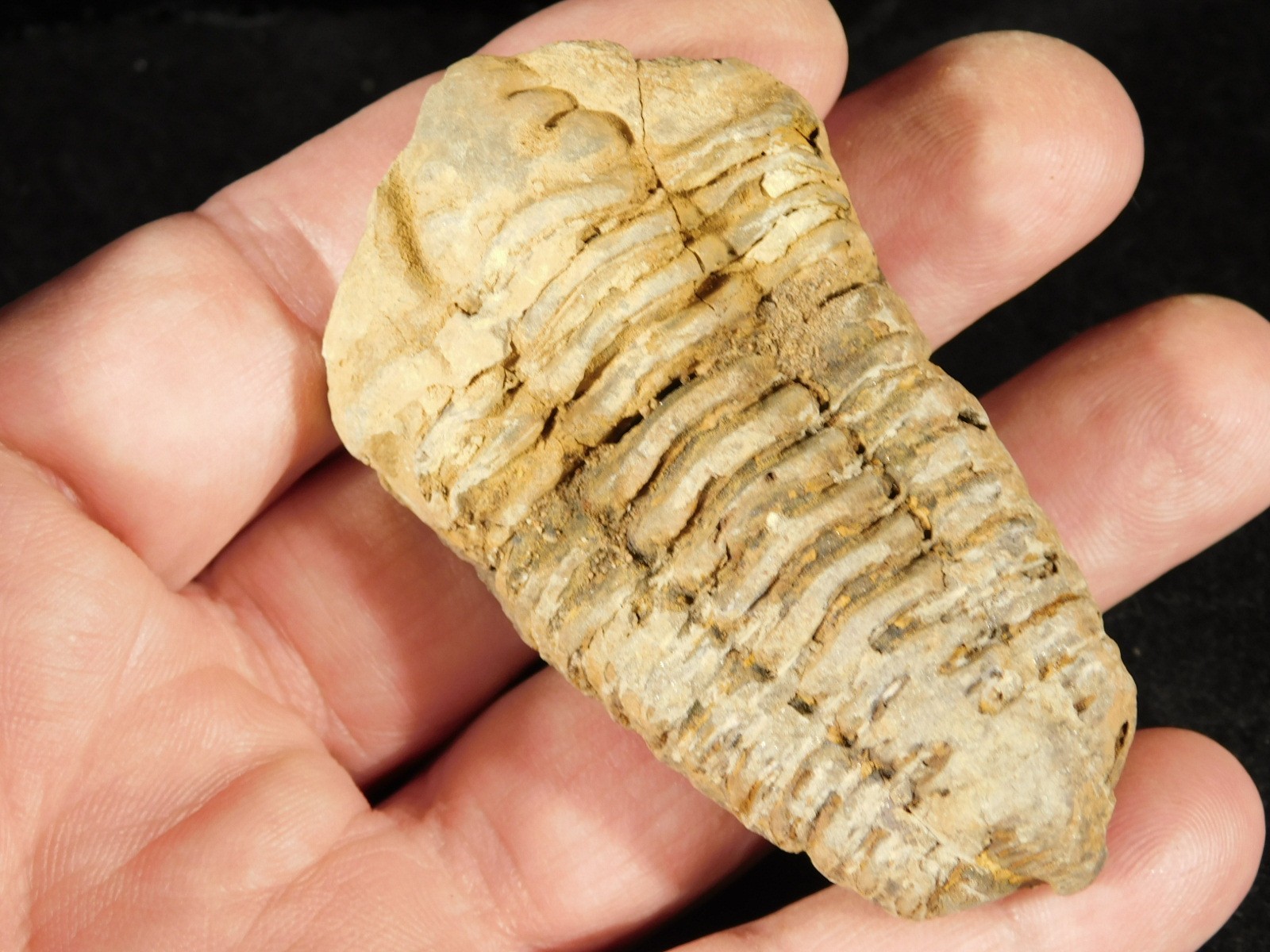 Big! 460 MILLION Year Old! Flexicalymene TRILOBITE Fossil Morocco 7.34