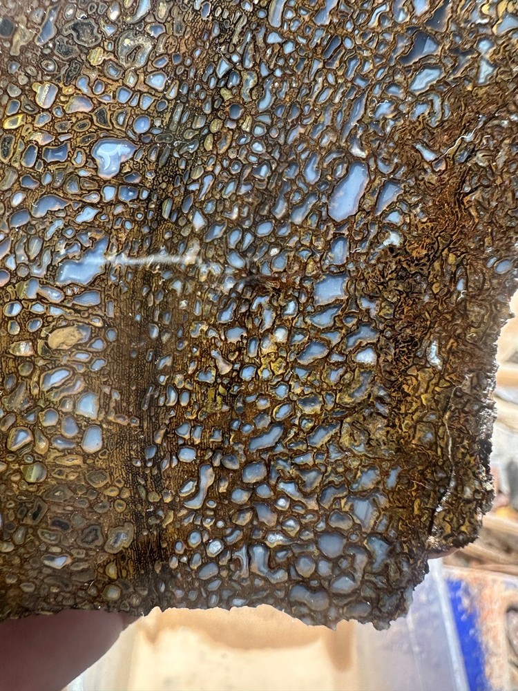 Dinosaur bone rough **hxtled partial vertebrae end cut.