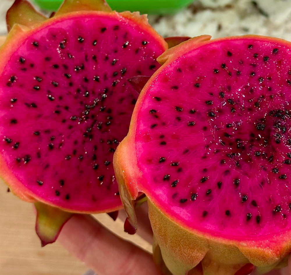Asunta 5 Ventura Dragon Fruit