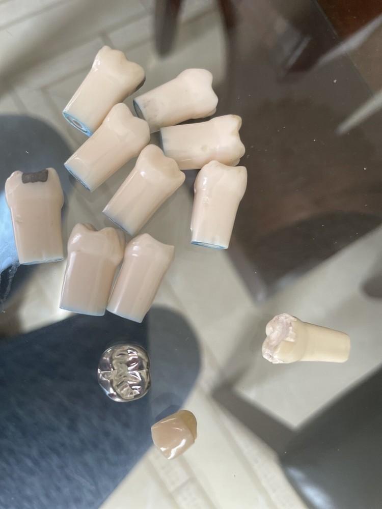 Dental Typodont Teeth Model