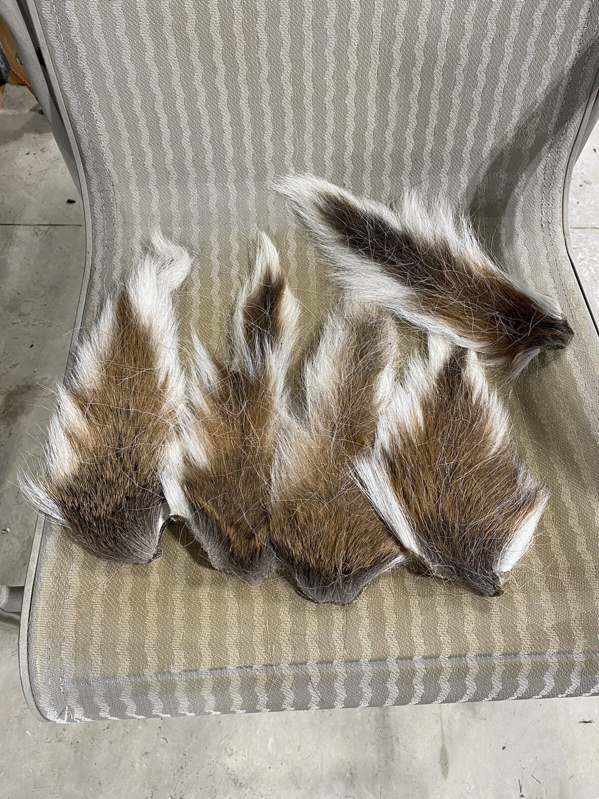 5 Deer Tails. Clean.