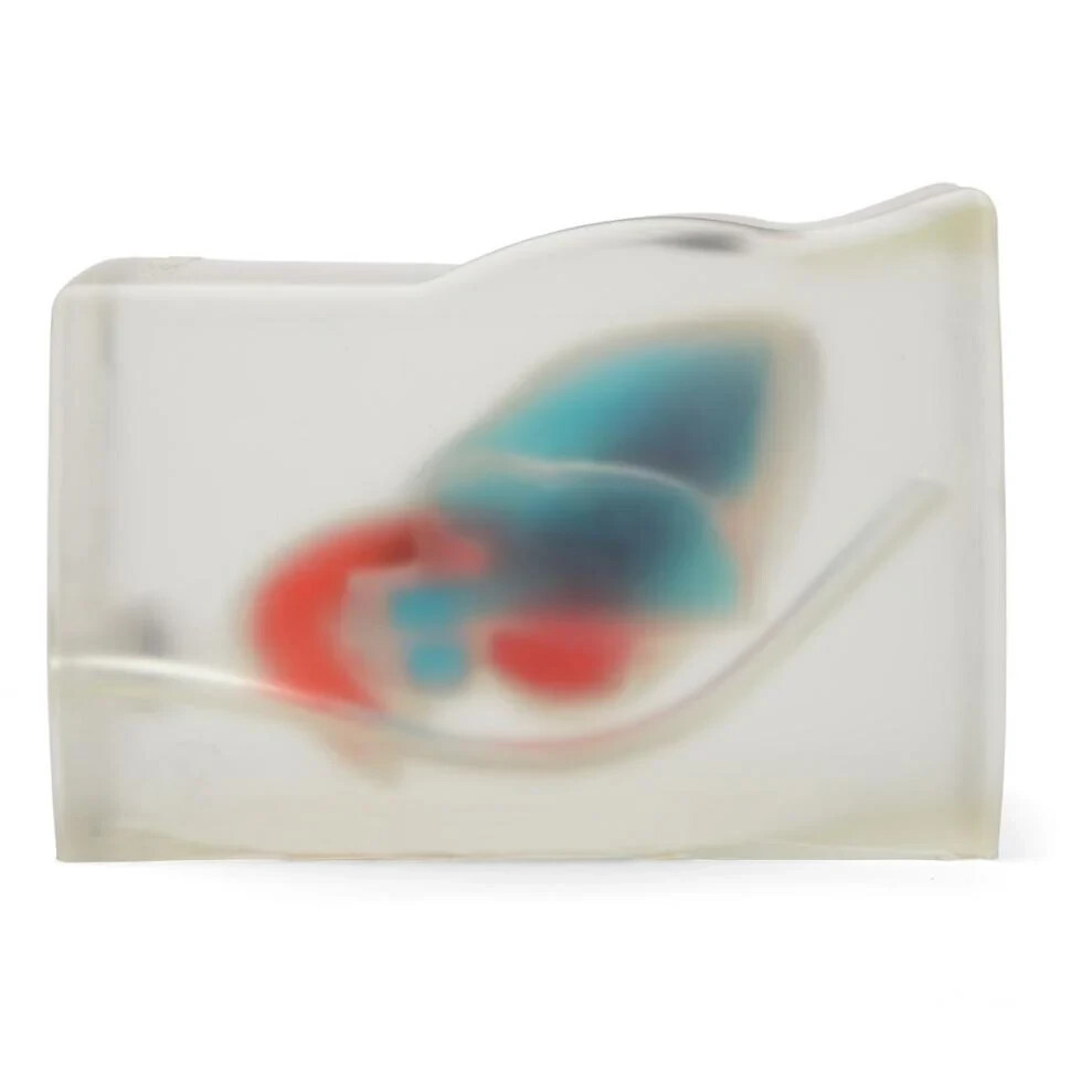 Cardiac Echo Ultrasound Training Model